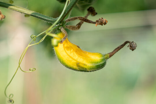 Close up of green pointed gourd in the vegetable garden