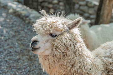 Alpaca face closeup