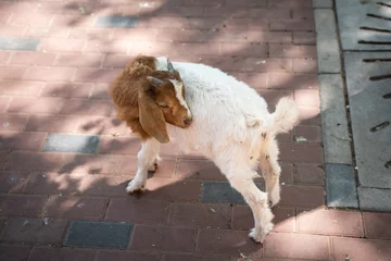 Fotobehang boer goat boer goat © 文普 王