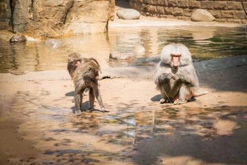 baboon leader group of baboons