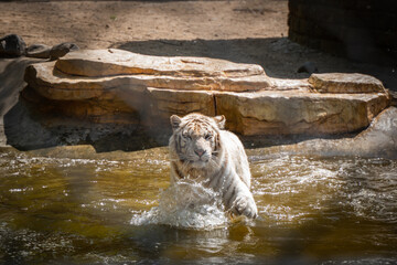 White tiger tiger hunts and eats meat in water
