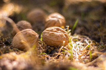 Nueces en suelo