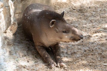 Malayan tapir resting on the ground