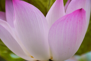 Beautiful pink lotus petals in a water pot in a Thai public park 