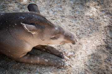 Malayan tapir resting on the ground