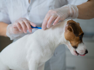 A veterinarian treats a dog from parasites by dripping medicine on the withers. 