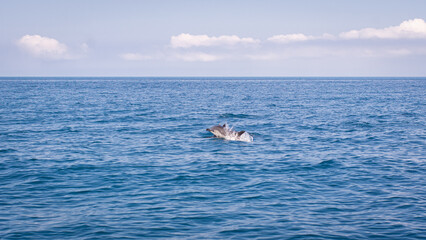 Sea boat ride with dolphins in the sea. The concept of seaside recreation, fishing, enjoying nature. Front view.