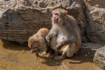 macaque mother and child monkey mother monkey