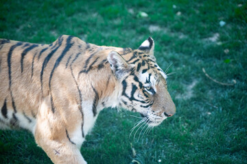 Tiger Siberian tiger walking on lawn