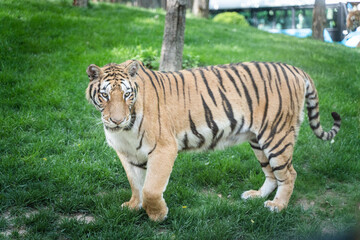 Fototapeta na wymiar Tiger Siberian tiger walking on lawn