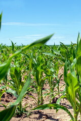 green corn field during cultivation
