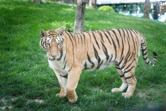 Tiger Siberian tiger walking on lawn