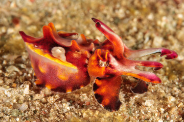 ハナイカ
Metasepia pfefferi