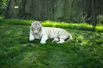 Fototapeta na wymiar White tiger Bengal tiger resting on grass