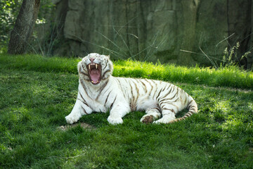 Fototapeta na wymiar White tiger bengal tiger roaring and snorting on the grass