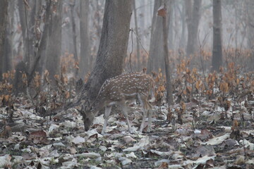 Deers in jim corbett
