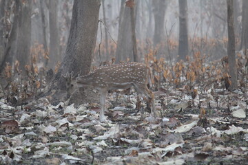 Deers in jim corbett