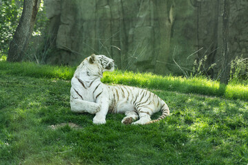 Fototapeta na wymiar White tiger Bengal tiger resting on grass