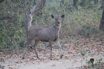 Deers in jim corbett