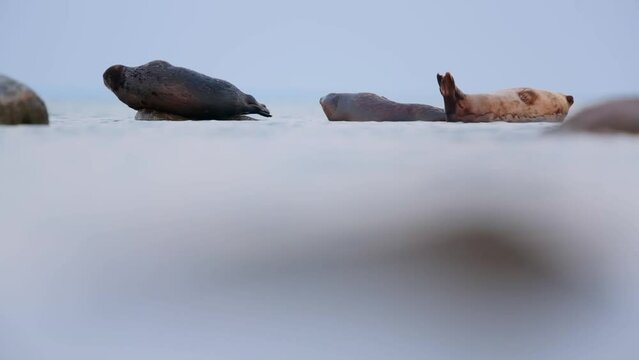 Ringed seal (Pusa hispida) lies on underwater rock and scratches his head before sunrise in Baltic Sea, Estonia.