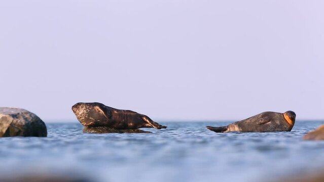 Ringed seals (Pusa hispida) lie on underwater rocks in Baltic Sea, Estonia.