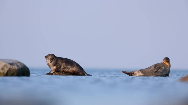 Ringed seals (Pusa hispida) lie on underwater rocks in Baltic Sea, Estonia.