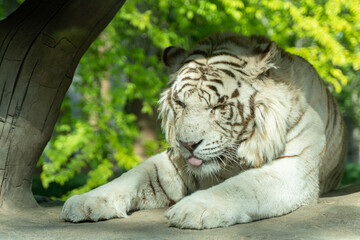 White tiger bengal tiger lying on the rock