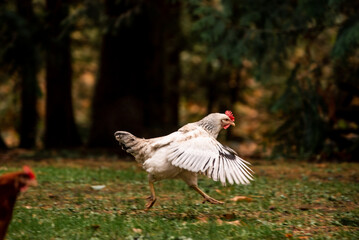 Chicken Tries to Take Flight