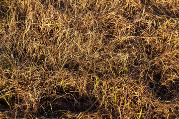 plants and grass turning yellow in the autumn season on an agricultural field
