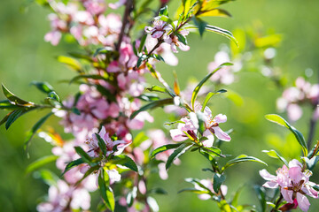 Pink ornamental almond flowers, close up. Natural spring background, selective focus.