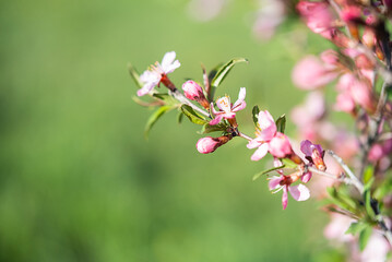 Pink ornamental almond flowers, close up. Natural spring background, selective focus.