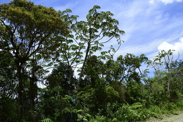 Vegetation along the cliff on Death road, Camino de la Muerte, Yungas North Road between La Paz and Coroico, Bolivia