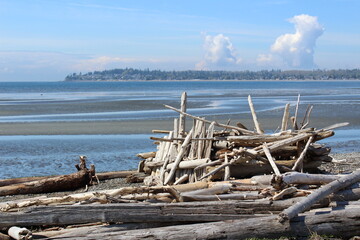 A pile of driftwood at a Pacific Northwest beach