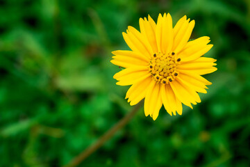 yellow dandelion flower