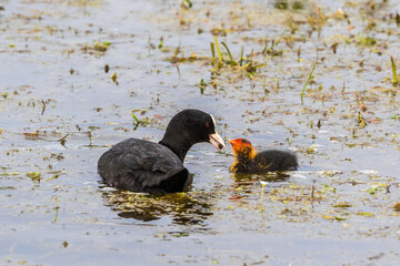 Eurasian Coot feeding her chicken