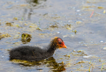 Cute chicken Coot swimming in the water