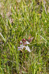 Small tortoiseshell on a Bogbean flower