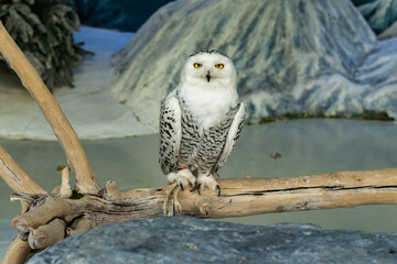 Snowy owl close-up in a cage