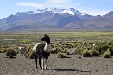 Llamas in front of snow covered vulcano on andean altiplano landscape in Sajama National Park,...