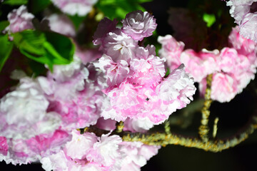 八重桜　ライトアップ