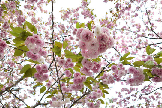 八重桜