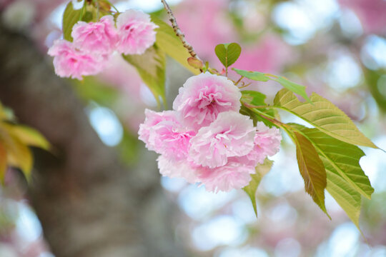 八重桜