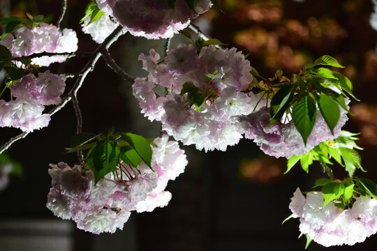 八重桜　ライトアップ