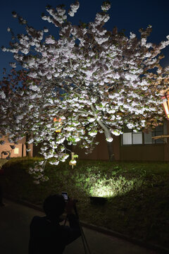 八重桜　ライトアップ