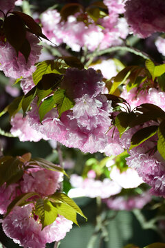 八重桜　ライトアップ