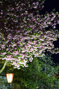 八重桜　ライトアップ
