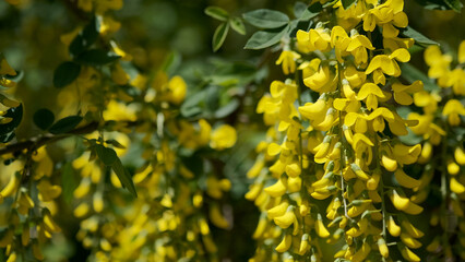 acacia tree blooming yellow flowers, close up