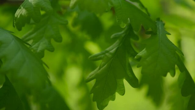 young oak leaves macro in sun light