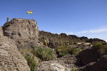 Fototapeta premium Cacti on the Isla Incahuasi within the worlds largest salt flats, Salar de Uyuni in Bolivia