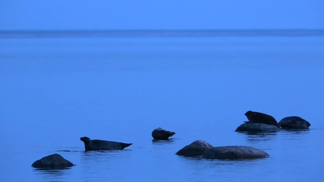 Ringed seals (Pusa hispida) lie on a rocks during the Nordic white nights in Baltic Sea, Estonia.